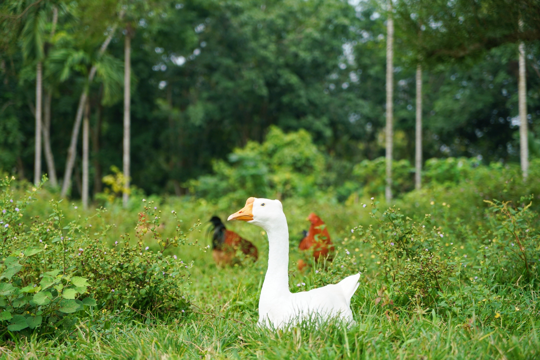巅峰国际官网-追求康健,你我一起生长